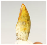 1322 - Gem Grade Afrovenator abakensis Megalosaurid Dinosaur Tooth Jurassic Tiouraren Fm