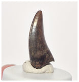 1523 - Finest Quality Daspletosaurus Tyrannosaurid Dinosaur Tooth Cretaceous - Montana USA