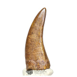 20121- Museum Grade Afrovenator abakensis Megalosaurid Dinosaur Tooth Jurassic Tiouraren Fm