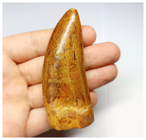 1331 - Huge Carcharodontosaurus saharicus Dinosaur Tooth - Cretaceous KemKem Beds