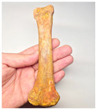 1520 - Rare Unidentified Cretaceous Crocodile Metacarpal Bone - KemKem Beds