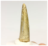 1327 - Gem Grade Afrovenator abakensis Megalosaurid Dinosaur Tooth Jurassic Tiouraren Fm