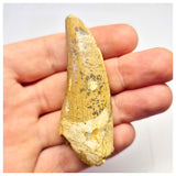 1387- Nicely Preserved Premaxillary Carcharodontosaurus saharicus Dinosaur Tooth