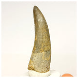 1344 - Rare Suchomimus tenerensis Spinosaurid Dinosaur Tooth - Cretaceous Elrhaz Fm