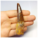 1319 - Gem Grade Spinosaurus aegyptiacus Dinosaur Tooth - Cretaceous KemKem Beds