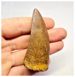 1383 - Nice Carcharodontosaurus saharicus Dinosaur Tooth - Cretaceous KemKem Beds