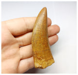 1332 - Huge Carcharodontosaurus saharicus Dinosaur Tooth - Cretaceous KemKem Beds