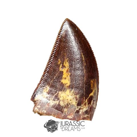 20150 - Gem Grade Carcharodontosaurus saharicus Dinosaur Tooth