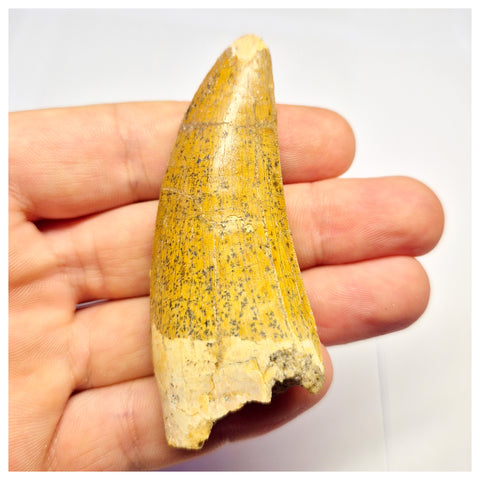 1388- Nicely Preserved Premaxillary Carcharodontosaurus saharicus Dinosaur Tooth