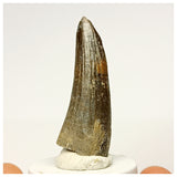 1345 - Rare Suchomimus tenerensis Spinosaurid Dinosaur Tooth - Cretaceous Elrhaz Fm