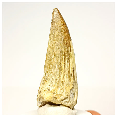 1343 - Nicely Preserved Suchomimus tenerensis Spinosaurid Dinosaur Tooth - Cretaceous Elrhaz Fm