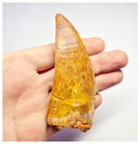 1373 - Huge Carcharodontosaurus saharicus Dinosaur Tooth - Cretaceous KemKem Beds