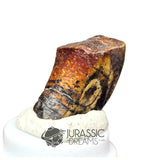 20160 - Finest Grade Ouranosaurus Basal Hadrosaurid Dinosaur Tooth - Cretaceous Elrhaz Fm