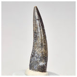 1567 - Nicely Preserved Suchomimus tenerensis Spinosaurid Dinosaur Tooth - Cretaceous Elrhaz Fm