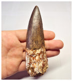 1358 - Huge Spinosaurus aegyptiacus Dinosaur Tooth - Cretaceous KemKem Beds