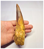 1361 - Huge Spinosaurus aegyptiacus Dinosaur Tooth - Cretaceous KemKem Beds