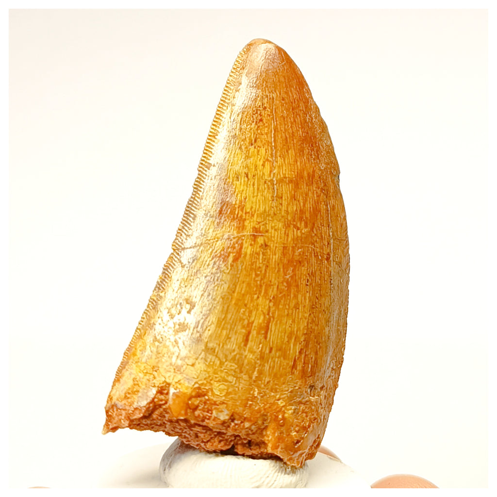 1338 - Nicely Preserved Carcharodontosaurus saharicus Dinosaur Tooth