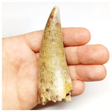 1301 - Huge Afrovenator abakensis Megalosaurid Dinosaur Tooth Jurassic Tiouraren Fm