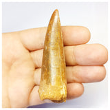 1312 - Huge Carcharodontosaurus saharicus Dinosaur Tooth - Cretaceous KemKem Beds