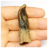 1304 - Top Rooted Jobaria Sauropod Dinosaur Tooth Jurassic Tiouraren Fm