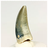 1320 - Gem Grade Afrovenator abakensis Megalosaurid Dinosaur Tooth Jurassic Tiouraren Fm