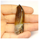1305 - Gem Grade Jobaria Sauropod Dinosaur Tooth Jurassic Tiouraren Fm