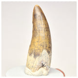 1564 - Nicely Preserved Suchomimus tenerensis Spinosaurid Dinosaur Tooth - Cretaceous Elrhaz Fm