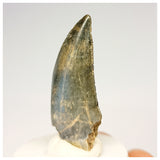 1321 - Gem Grade Afrovenator abakensis Megalosaurid Dinosaur Tooth Jurassic Tiouraren Fm