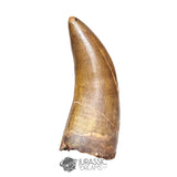 20121- Museum Grade Afrovenator abakensis Megalosaurid Dinosaur Tooth Jurassic Tiouraren Fm