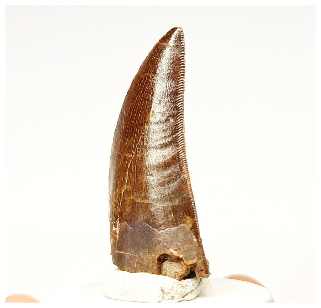 1334 - Nicely Preserved Carcharodontosaurus saharicus Dinosaur Tooth