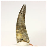 1344 - Rare Suchomimus tenerensis Spinosaurid Dinosaur Tooth - Cretaceous Elrhaz Fm