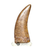 20121- Museum Grade Afrovenator abakensis Megalosaurid Dinosaur Tooth Jurassic Tiouraren Fm