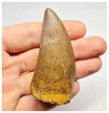 1383 - Nice Carcharodontosaurus saharicus Dinosaur Tooth - Cretaceous KemKem Beds