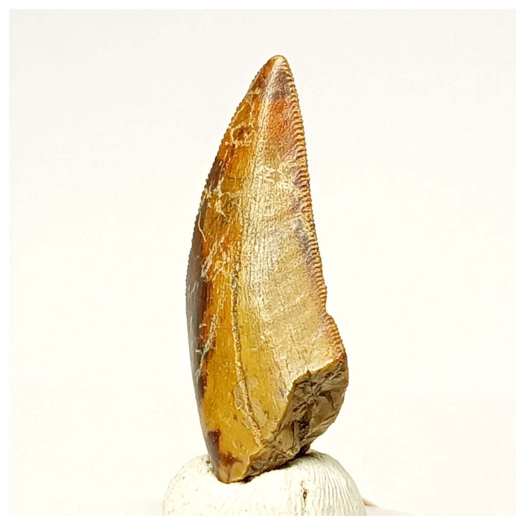 1339 - Rare Afrovenator abakensis Megalosaurid Dinosaur Tooth Jurassic Tiouraren Fm