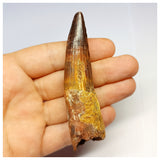 1319 - Gem Grade Spinosaurus aegyptiacus Dinosaur Tooth - Cretaceous KemKem Beds