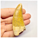 1388- Nicely Preserved Premaxillary Carcharodontosaurus saharicus Dinosaur Tooth