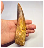 1361 - Huge Spinosaurus aegyptiacus Dinosaur Tooth - Cretaceous KemKem Beds