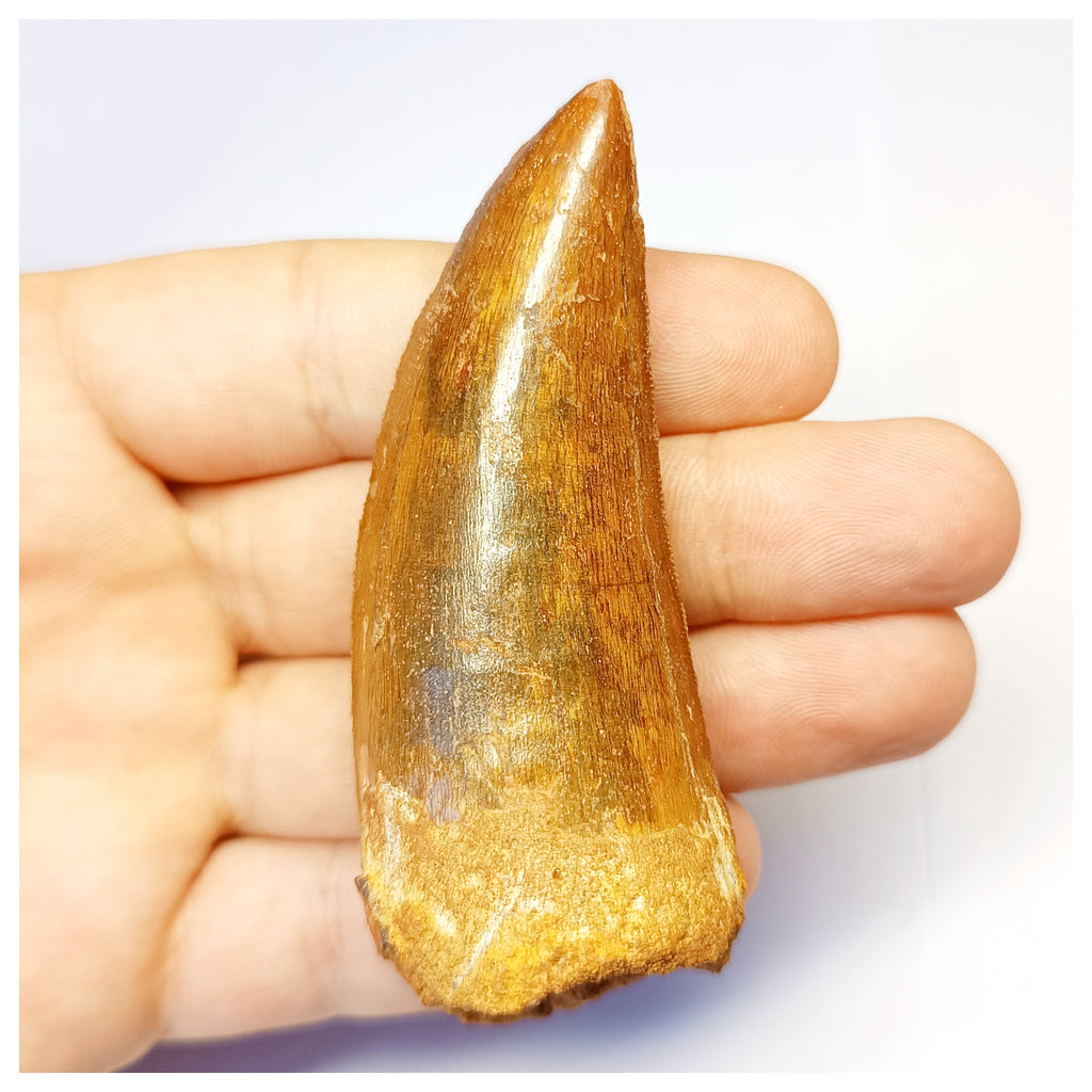 1312 - Huge Carcharodontosaurus saharicus Dinosaur Tooth - Cretaceous KemKem Beds