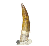 20027 - Gem Grade Large Suchomimus tenerensis Dinosaur Tooth - Lower Cretaceous