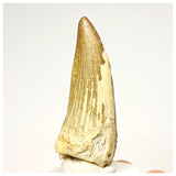 1343 - Nicely Preserved Suchomimus tenerensis Spinosaurid Dinosaur Tooth - Cretaceous Elrhaz Fm