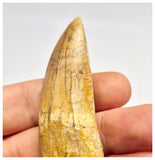 1386 - Rare Rooted Carcharodontosaurus saharicus Dinosaur Tooth - Cretaceous KemKem Beds