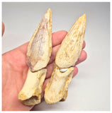 1496 - Museum Grade Spinosaurus aegyptiacus Dinosaur Partial Toe with Claws- KemKem Beds