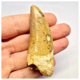 1387- Nicely Preserved Premaxillary Carcharodontosaurus saharicus Dinosaur Tooth