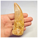 1372 - Huge Rooted Carcharodontosaurus saharicus Dinosaur Tooth - Cretaceous KemKem Beds