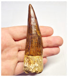 1365 - Huge Spinosaurus aegyptiacus Dinosaur Tooth - Cretaceous KemKem Beds