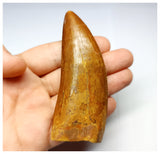 1330 - Huge Carcharodontosaurus saharicus Dinosaur Tooth - Cretaceous KemKem Beds