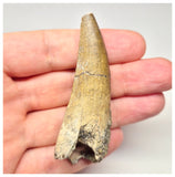 1563 - Large Suchomimus tenerensis Spinosaurid Dinosaur Tooth - Cretaceous Elrhaz Fm