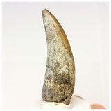 1309 - Nicely Preserved Suchomimus tenerensis Spinosaurid Dinosaur Tooth - Cretaceous Elrhaz Fm