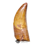 20043 - Finest Grade Rooted Carcharodontosaurus saharicus Dinosaur Premaxillary Tooth