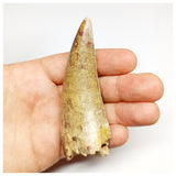 1301 - Huge Afrovenator abakensis Megalosaurid Dinosaur Tooth Jurassic Tiouraren Fm